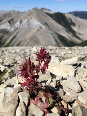 Telesonix heucheriformis