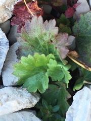 Telesonix heucheriformis