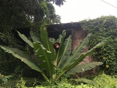 Ensete