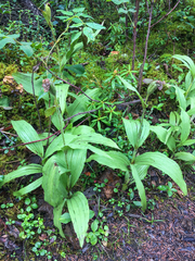 Cypripedium parviflorum