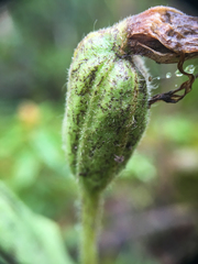 Cypripedium parviflorum