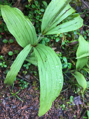 Cypripedium parviflorum