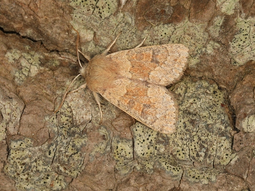 Orthosia miniosa