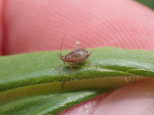 Macrosiphum tinctum