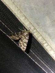 Lepidoptera