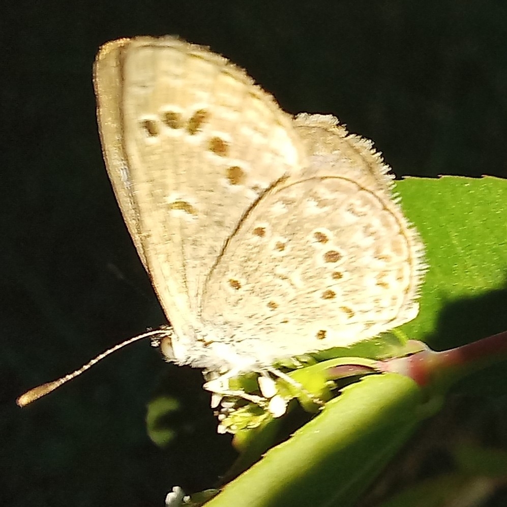 Lesser Grass Blue