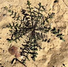 Sea Stock (Coincya monensis)