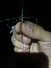 Ranatra
