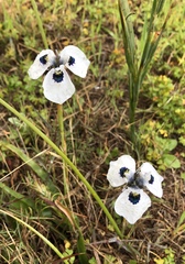 Moraea aristata