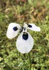 Moraea aristata