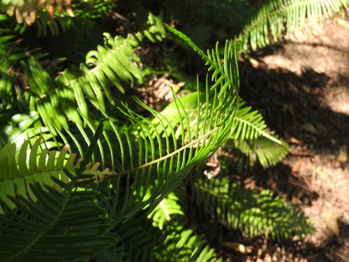 Image of Blechnum punctulatum by (c) Noeleen du Toit, some rights reserved (CC BY-SA)