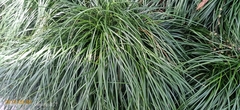 Ophiopogon jaburan