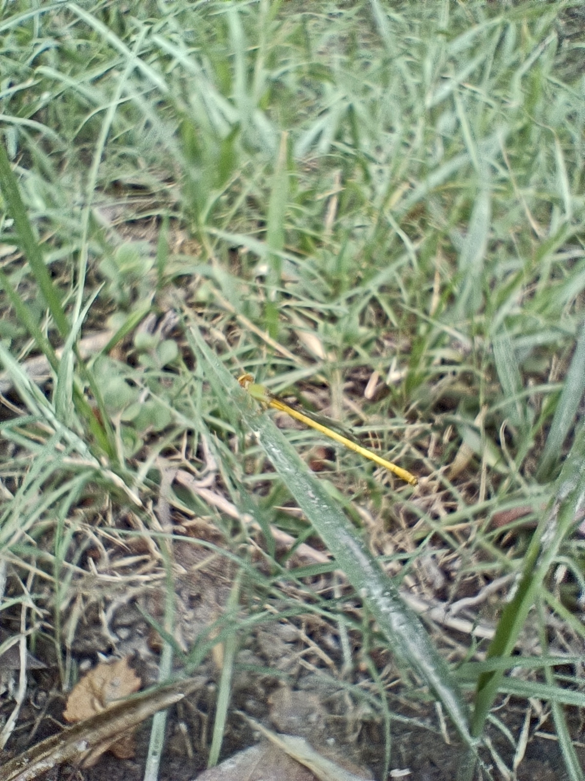 Coromandel Marsh Dart