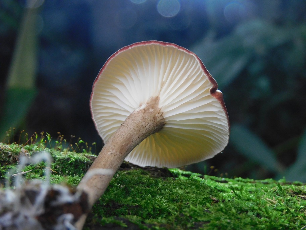 Lulesia densifolia