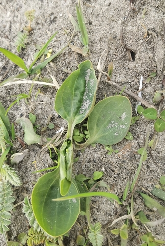 greater plantain