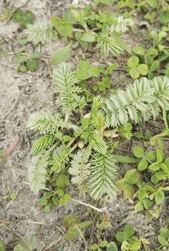 common silverweed