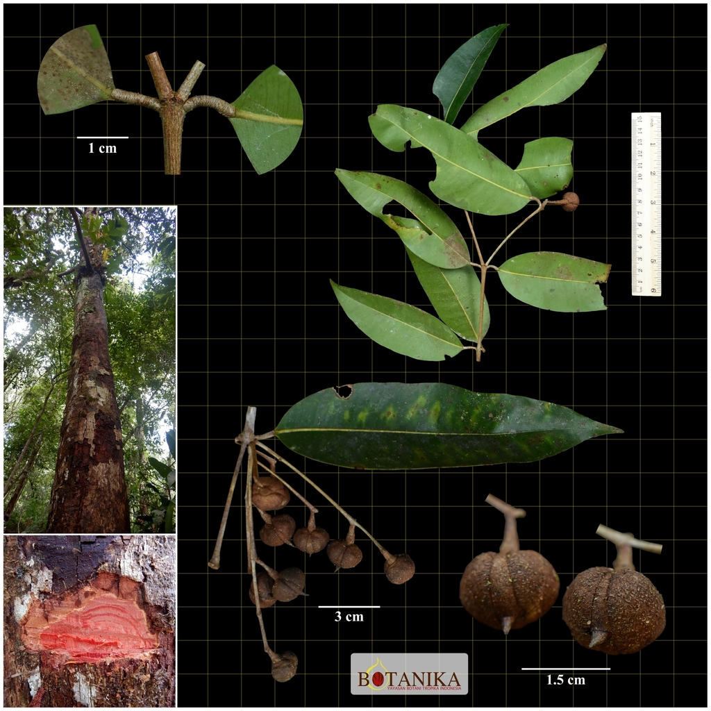 Kayea coriacea from Danau Bian Wildlife Sanctuary, Selil District ...