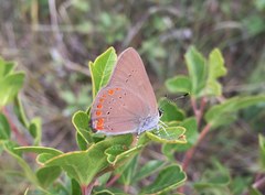 Satyrium titus