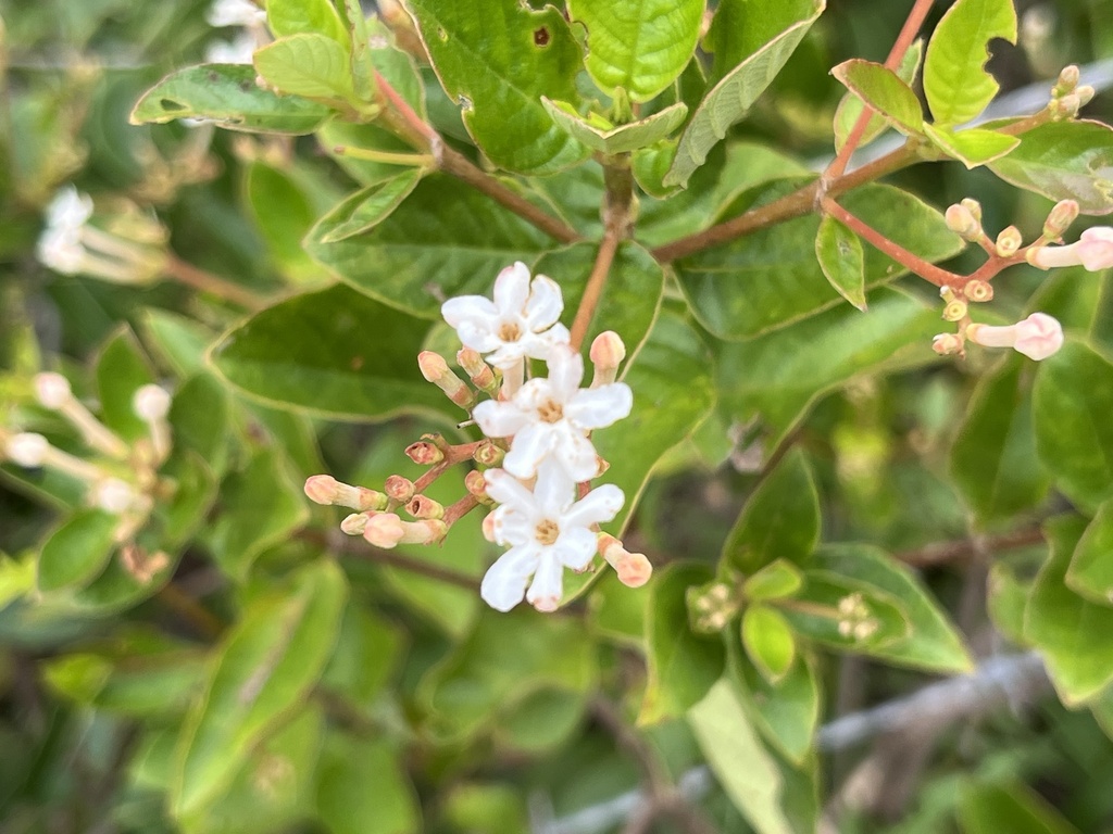 Guettarda platypoda