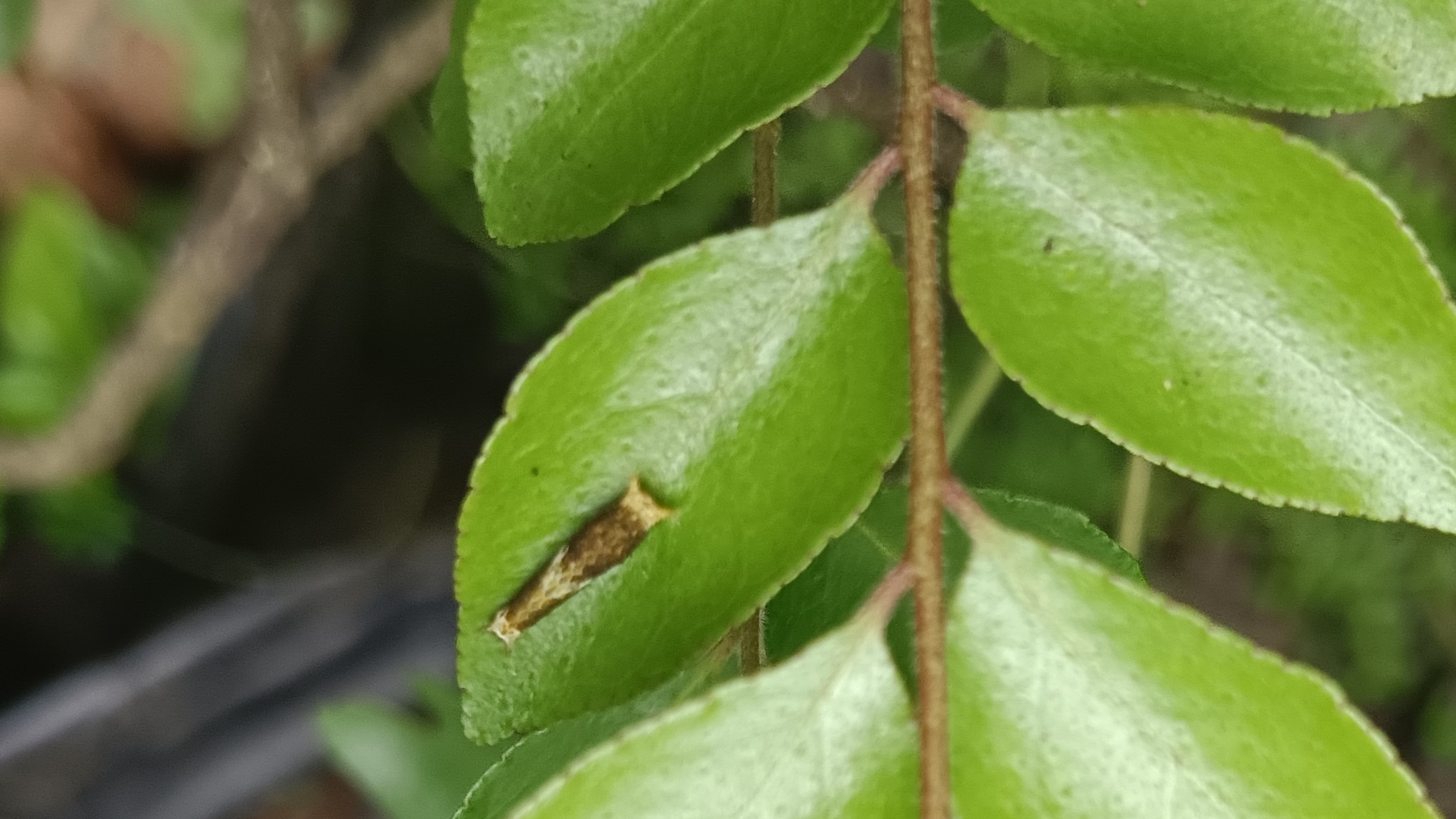 Common Mormon
