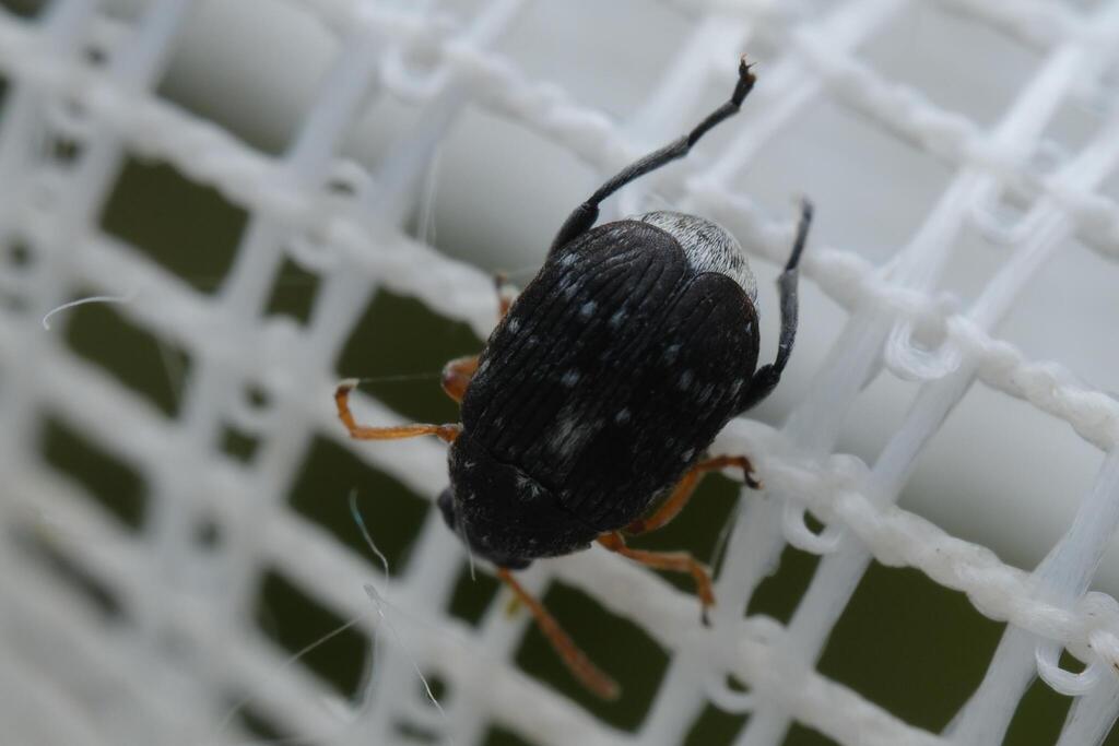 Bruchus occidentalis