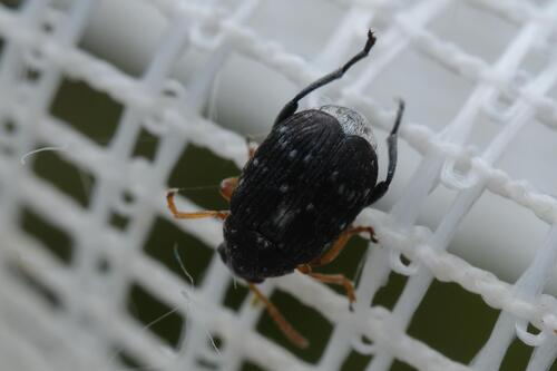 Bruchus occidentalis
