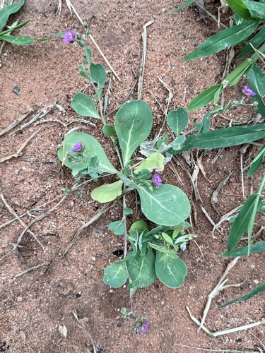 Corbichonia decumbens (Corbichonia decumbens)