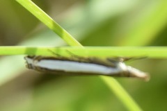 Crambus quinquareatus