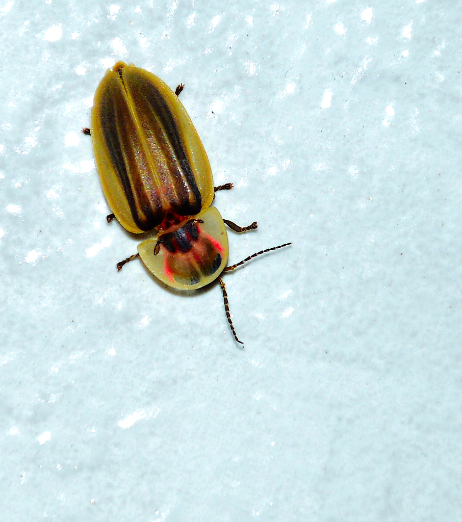 Cratomorphus concolor