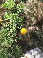 Vachellia tortuosa
