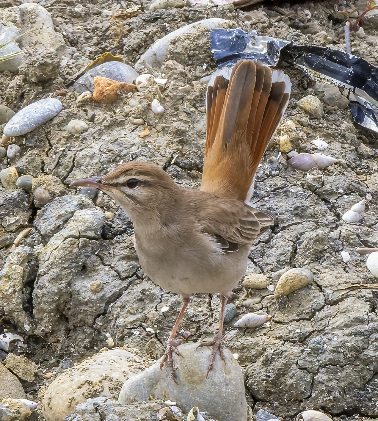 Rufous-tailed Scrub Robin (Cercotrichas galactotes)