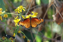 Danaus eresimus montezuma