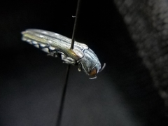 Agrilus walsinghami