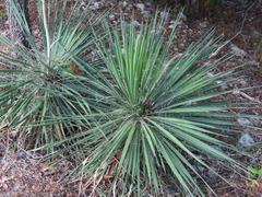Yucca constricta
