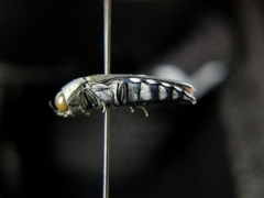 Agrilus walsinghami