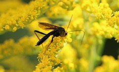 Exetastes suaveolens