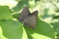 Satyrium edwardsii