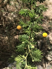 Vachellia tortuosa