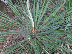 Yucca constricta