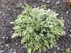 Artemisia stelleriana