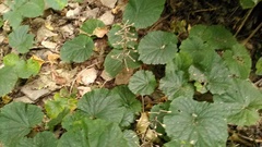 Pachyphragma macrophyllum