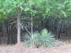 Yucca constricta