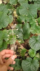 Pachyphragma macrophyllum