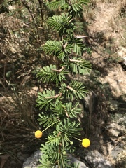 Vachellia tortuosa
