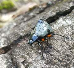 Cypherotylus debauvei