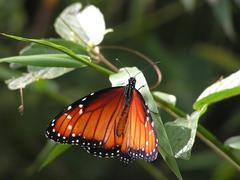 Danaus eresimus montezuma