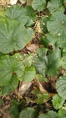Pachyphragma macrophyllum
