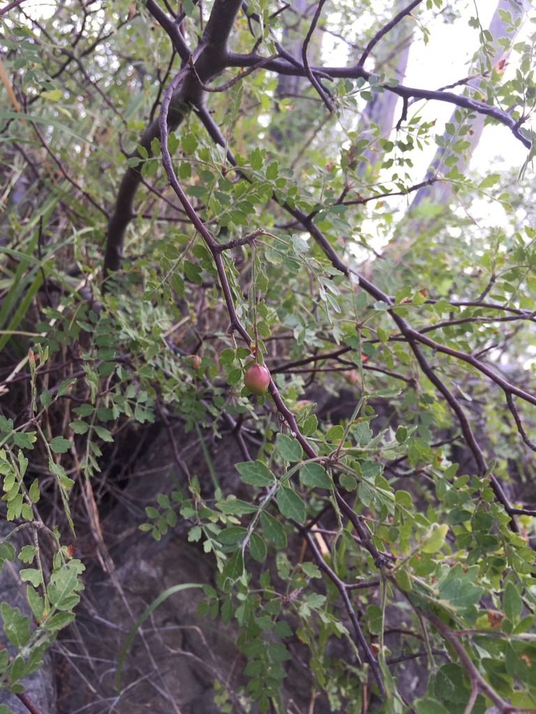 Bursera laxiflora from Hermosillo, Hermosillo, SON, MX on September 23