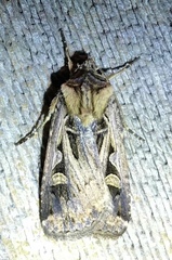 Feltia subgothica