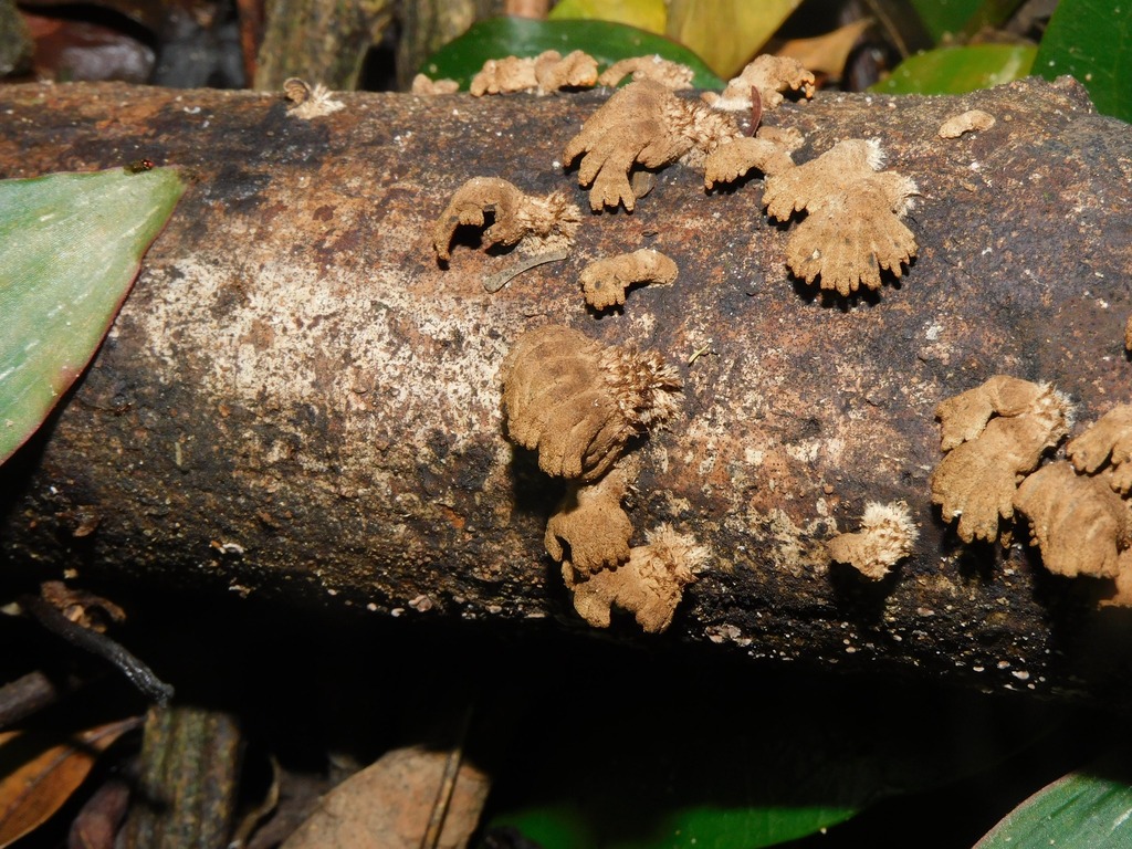 Schizophyllum umbrinum · April 2025 · photo: © ana_ads (iNaturalist, cc-by)